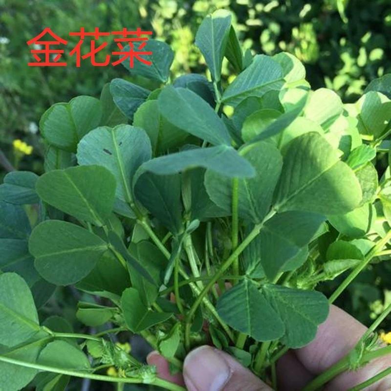 金花菜种子，该品种是黄花苜蓿，上海人称草头,金花菜