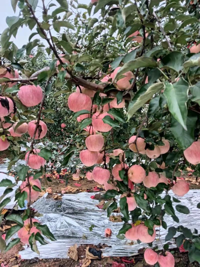 寒富苹果