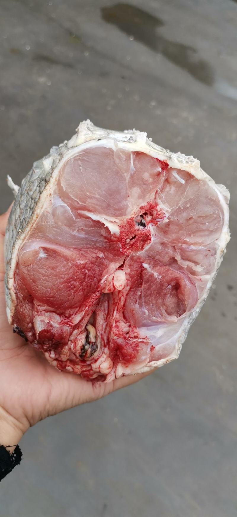 鳄鱼苗，鳄鱼肉