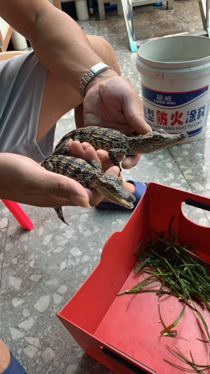 鳄鱼苗，鳄鱼肉