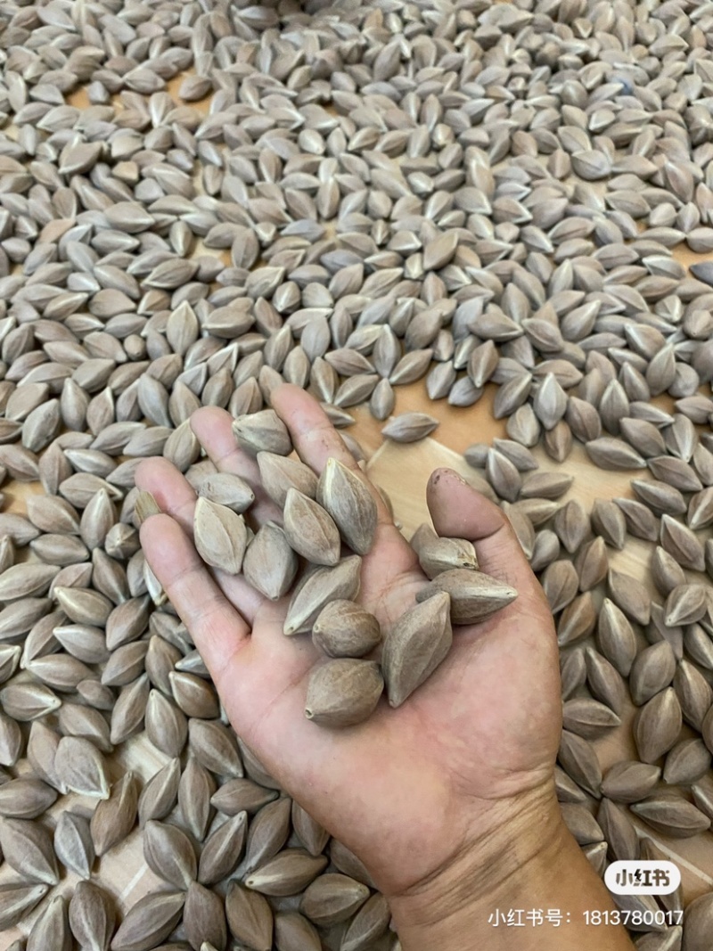 梅林大三角！梅林橄榄核原料供应一手货源批发零售