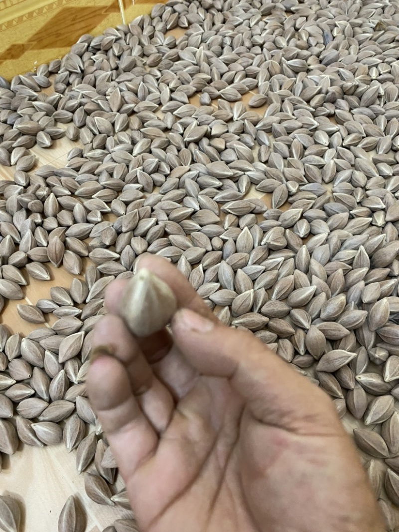 梅林大三角！梅林橄榄核原料供应一手货源批发零售