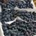 蓝宝石葡萄苗出售各种葡萄苗纯度%质量信誉保证