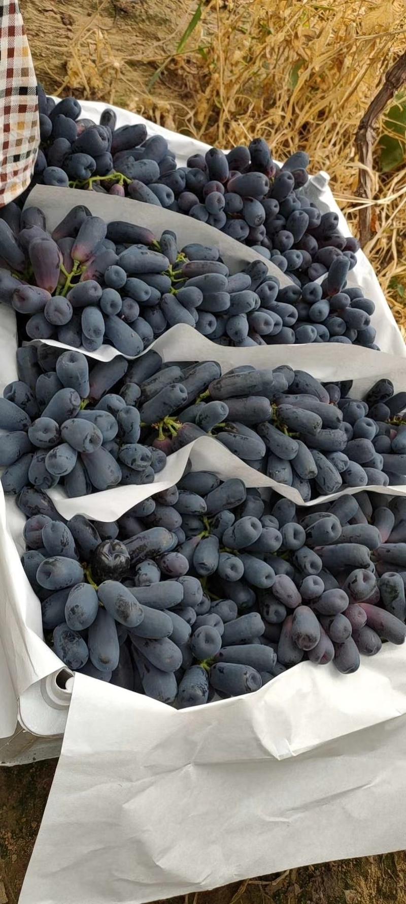蓝宝石葡萄苗出售各种葡萄苗纯度%质量信誉保证