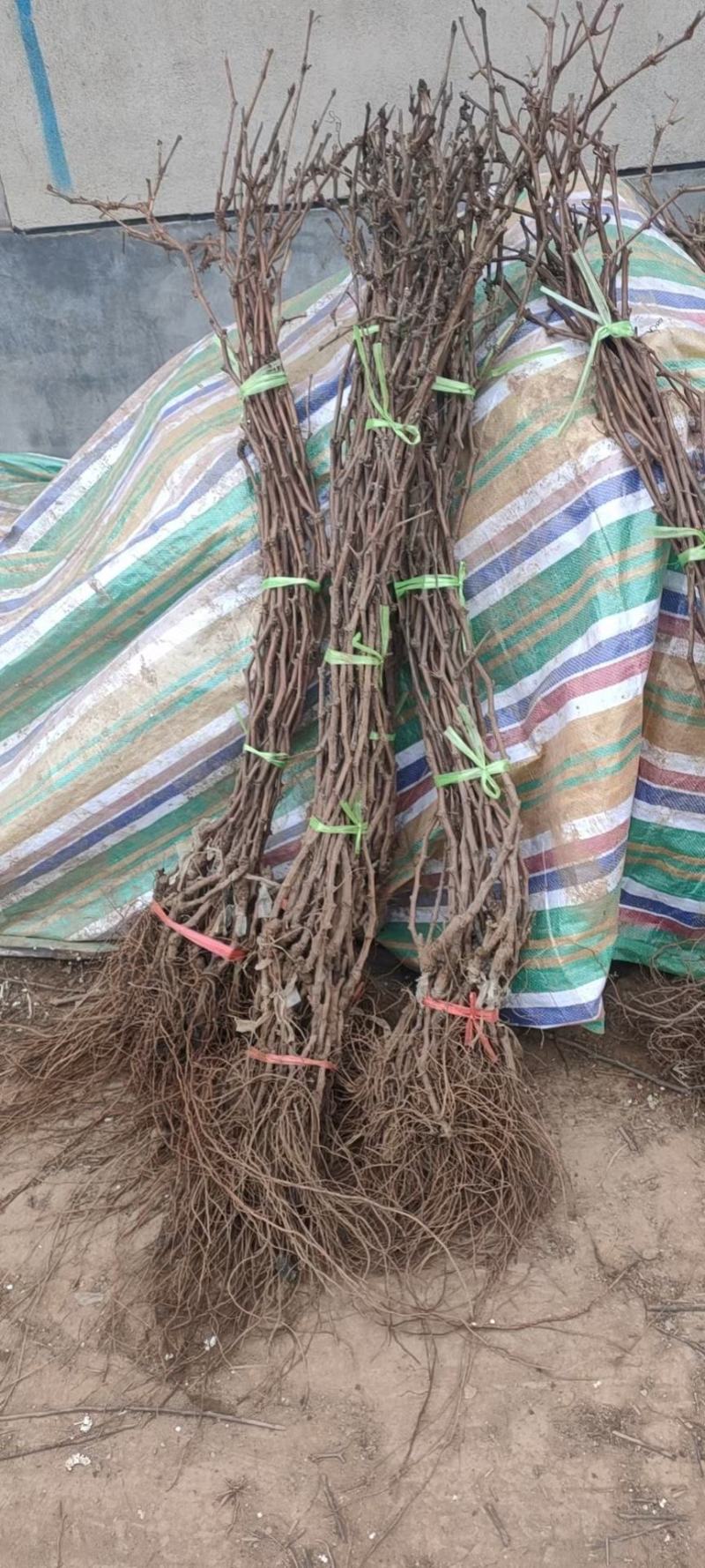 蓝宝石葡萄苗出售各种葡萄苗纯度%质量信誉保证