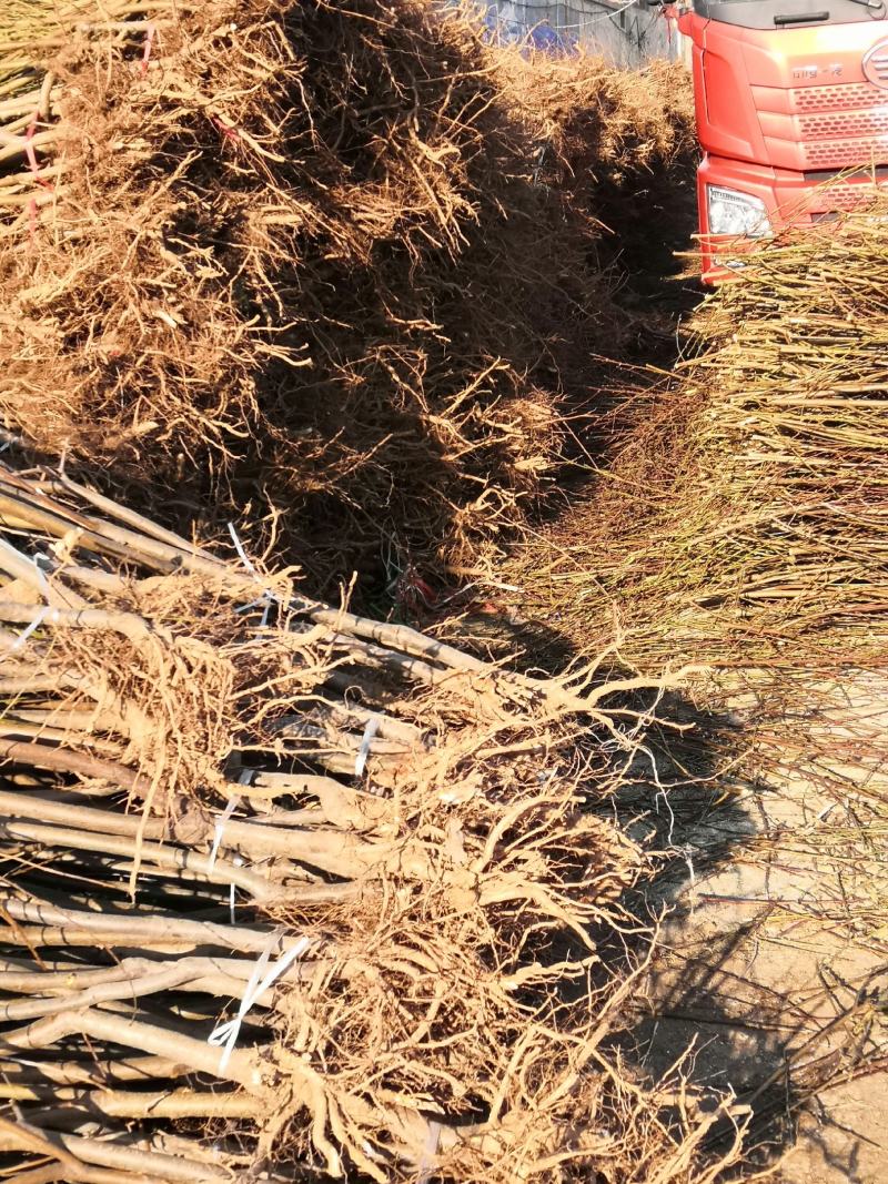 新品种油蟠桃苗价格油蟠九桃树苗8公分大桃树