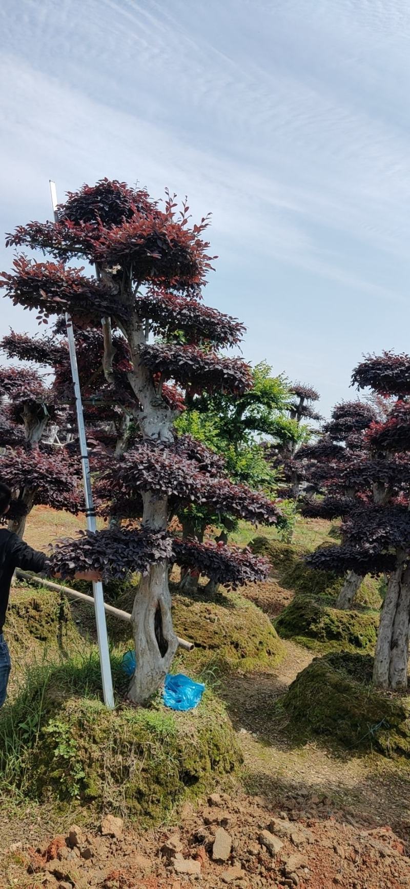 造型红花继木#精品红花继木桩景#造型红桎木