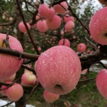 山西高原苹果个头大，口感好