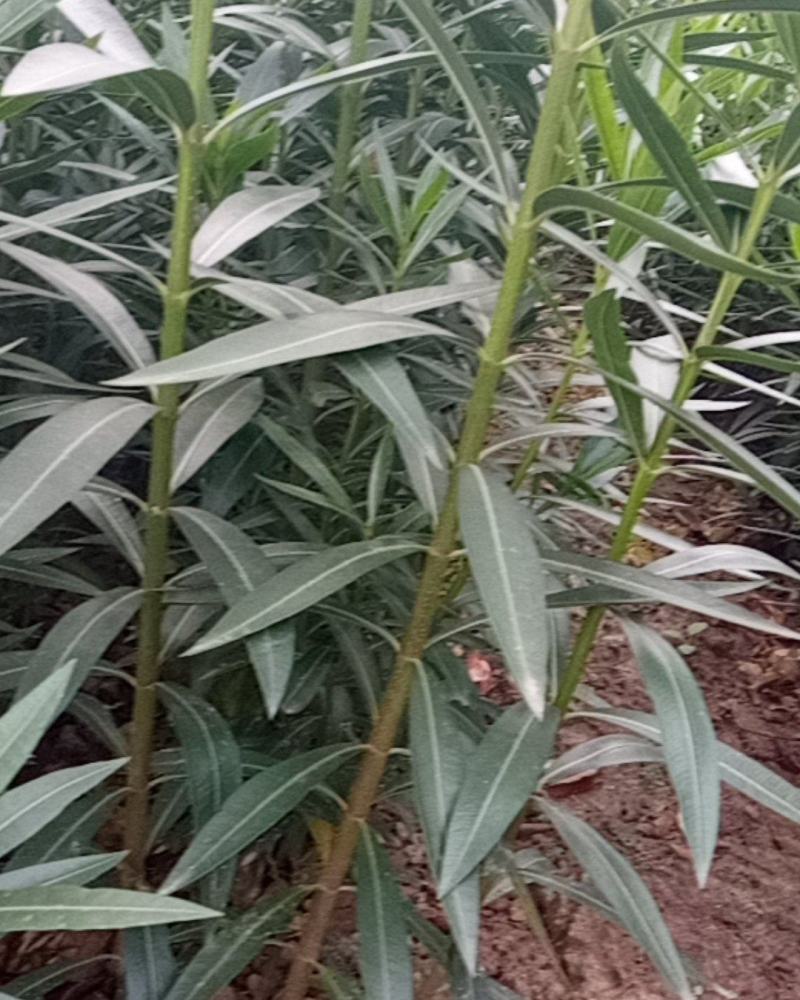 夹竹桃