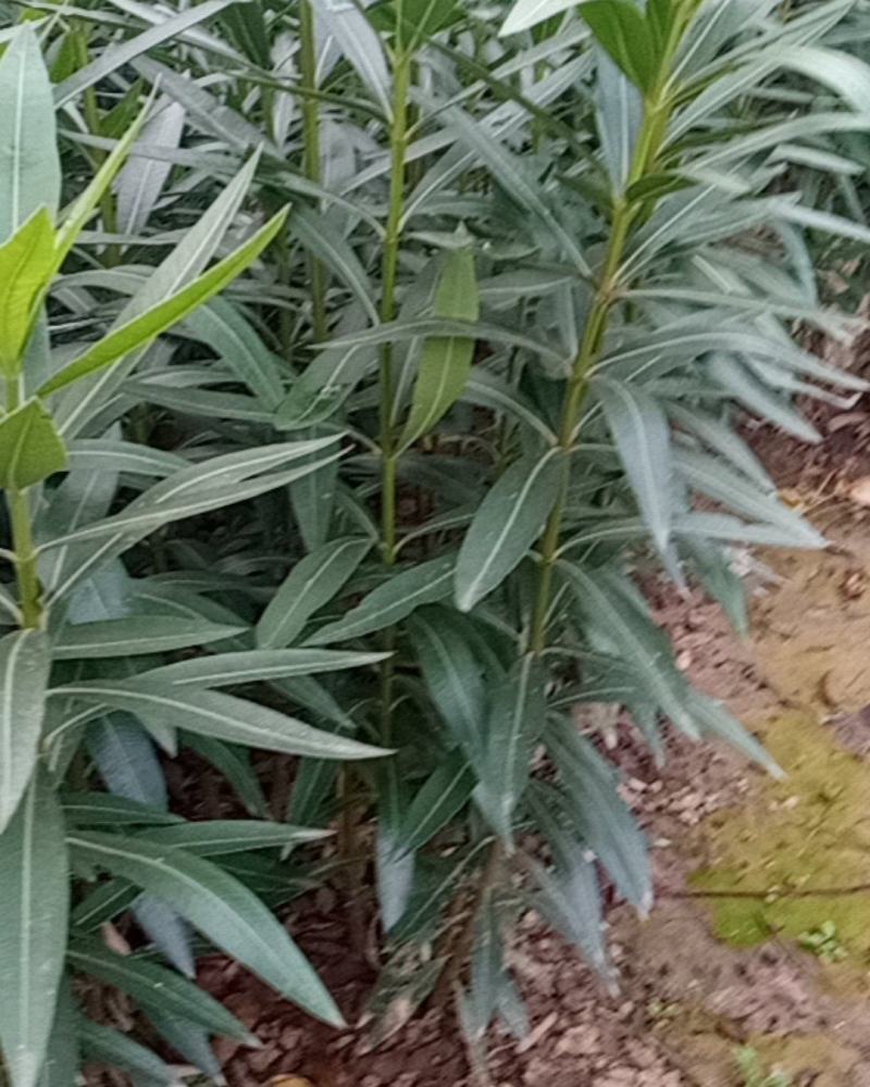 夹竹桃