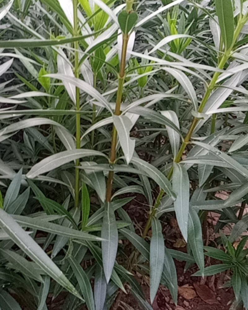 夹竹桃