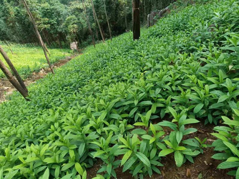 黄花倒水莲种苗