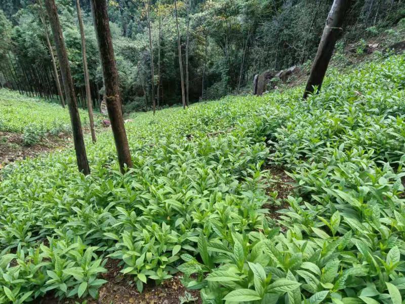 黄花倒水莲种苗