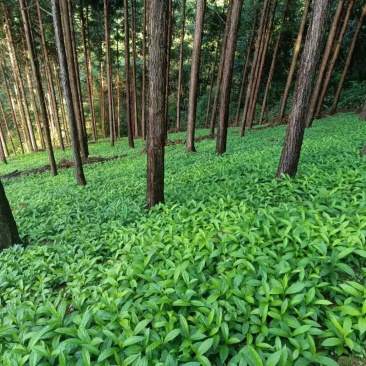 黄花倒水莲种苗