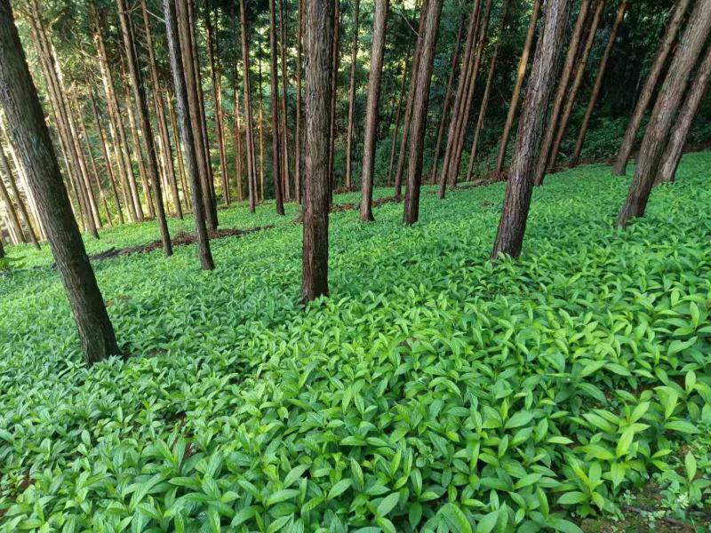 黄花倒水莲种苗