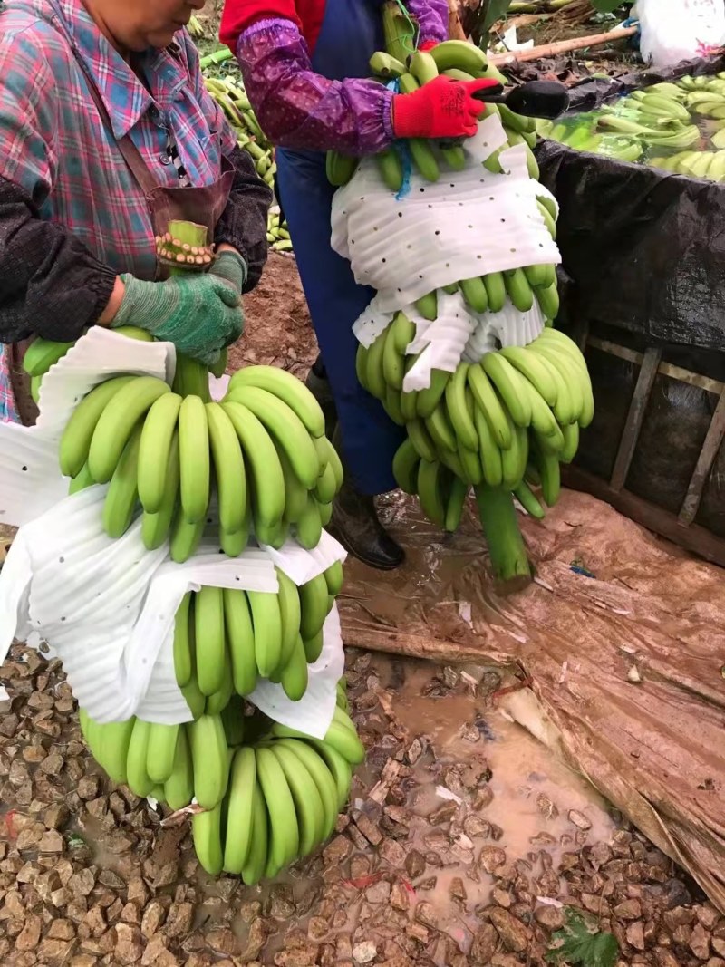 精品香蕉产地直销，价格便宜，超市、赶集、摆摊货都有。欢迎
