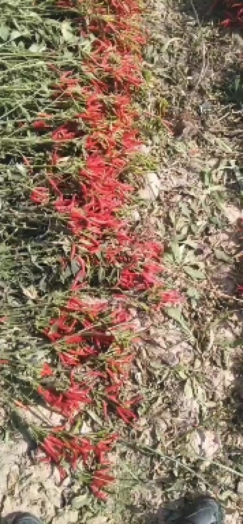 优质干朝天椒，颜色好，极辣，