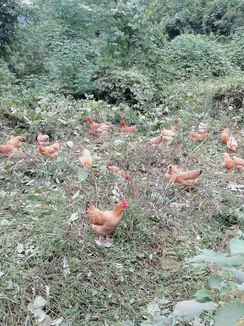 湘黄土鸡