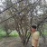 山茱萸，大规格，20到30公分，全冠，4米到5米冠幅