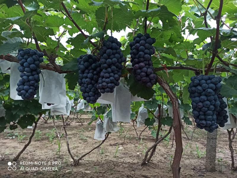 夏黑葡萄大量上市诚信代收，专业对接加工厂，市场，电商。
