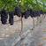 夏黑葡萄大量上市诚信代收，专业对接加工厂，市场，电商。