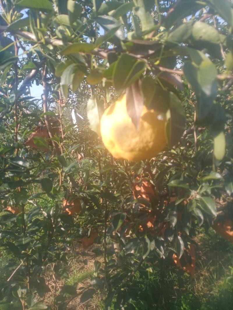 山东烟台莱阳大丑梨