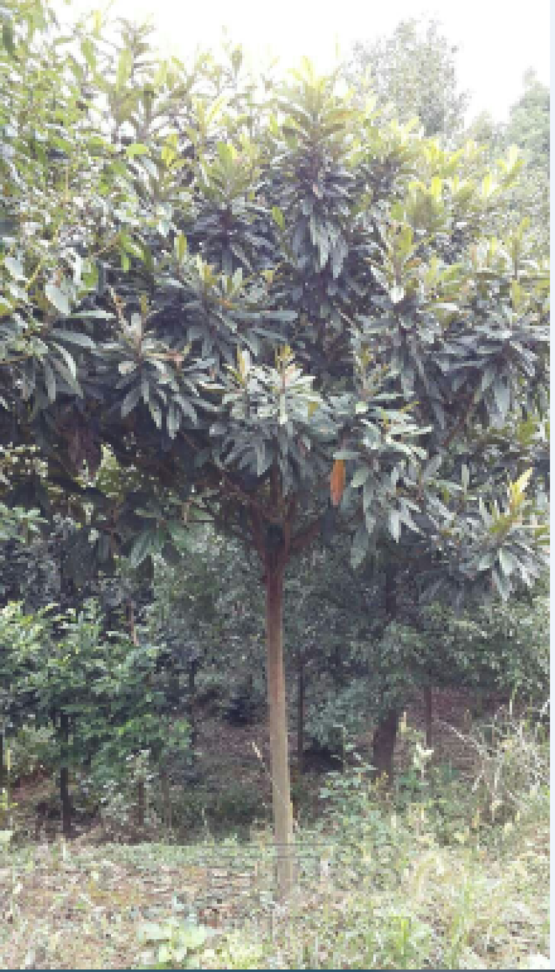 枇杷树