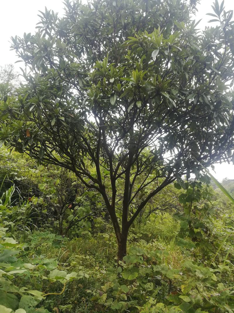 枇杷树