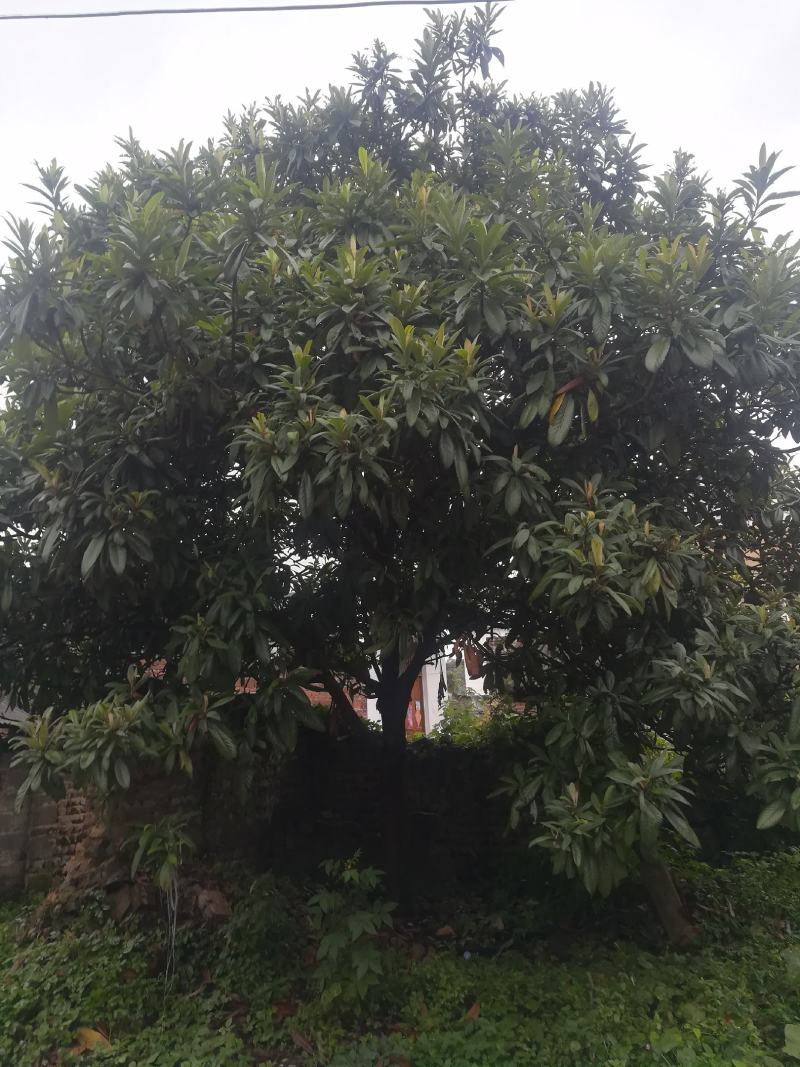枇杷树
