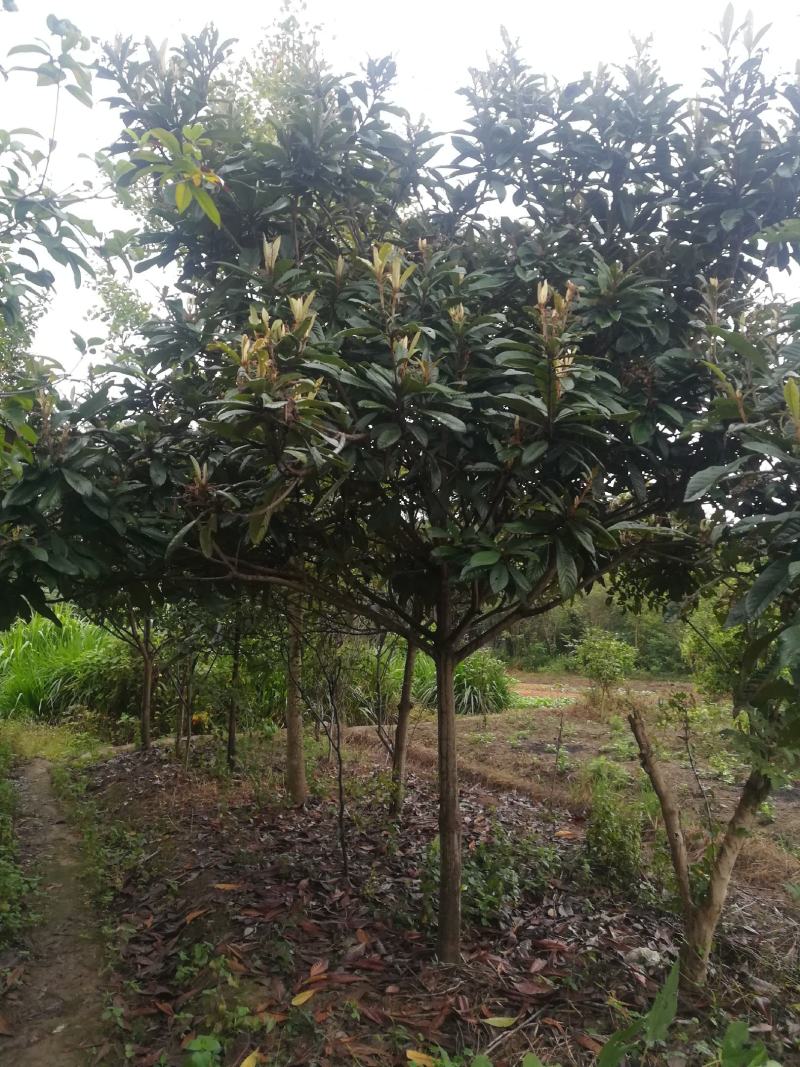 枇杷树