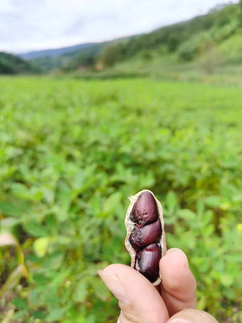 云南老品种黑花生