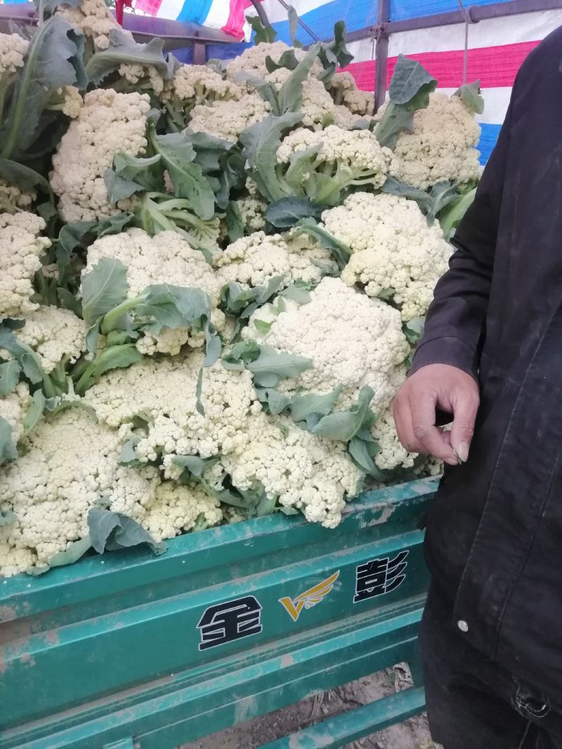 松花菜