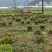 良种茶苗基地！品种十多种，中大小叶型都有！基地可参观考察