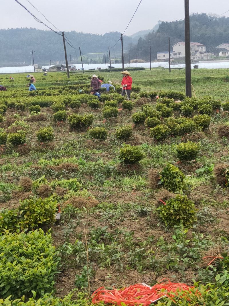 良种茶苗基地！品种十多种，中大小叶型都有！基地可参观考察