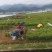 良种茶苗基地！品种十多种，中大小叶型都有！基地可参观考察