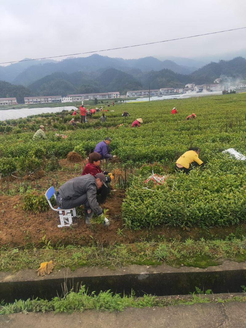 良种茶苗基地！品种十多种，中大小叶型都有！基地可参观考察