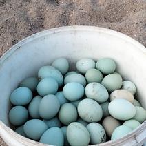 上塆冲生态养殖场散养绿壳土鸡蛋