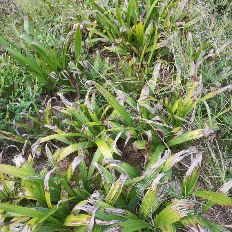 白芨，白芨块茎去根须鲜货，联系我时说是一亩田