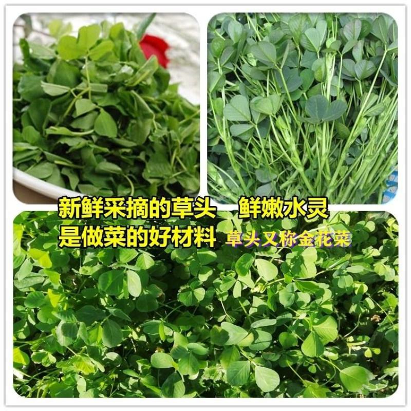 金花菜种子，该品种是黄花苜蓿，上海人称草头,金花菜