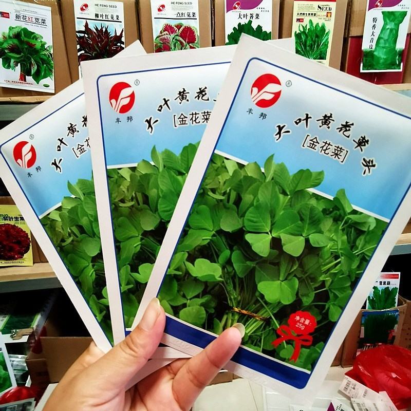 金花菜种子，该品种是黄花苜蓿，上海人称草头,金花菜
