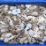 章鱼原料