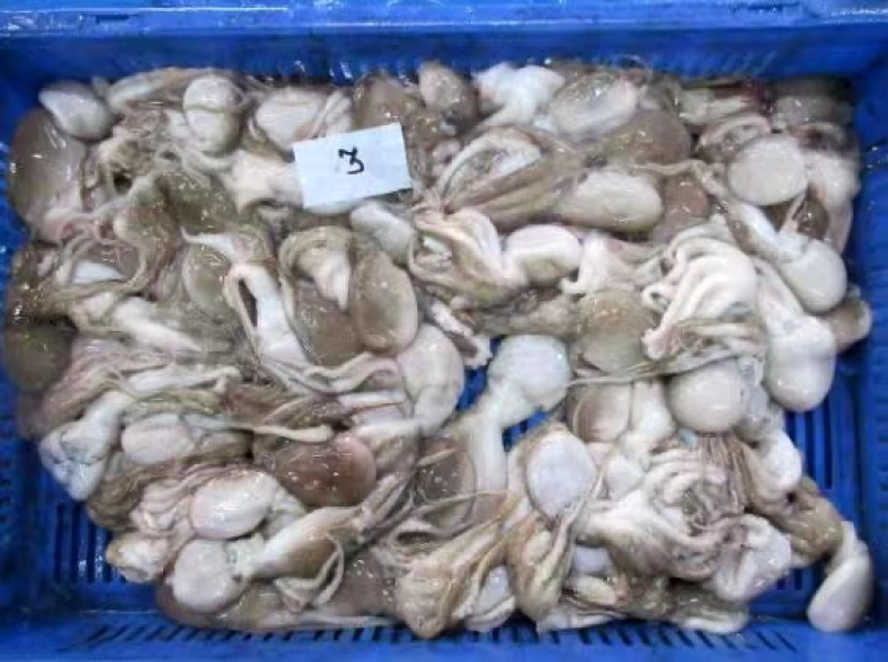 章鱼原料