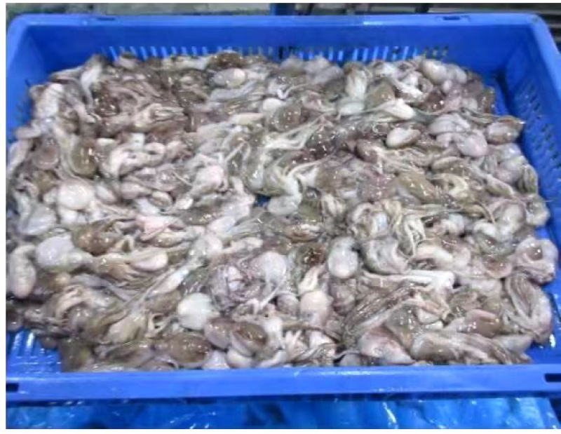 章鱼原料
