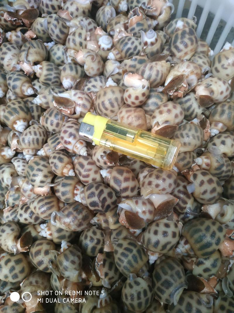 东风螺，花螺，海南花螺，湛江花螺，生猛香螺，印度花螺