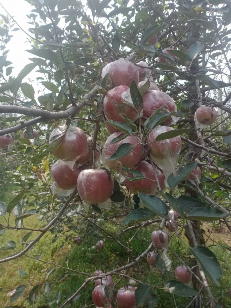 山东优质膜袋红富士苹果种植基地产地批发颜色好