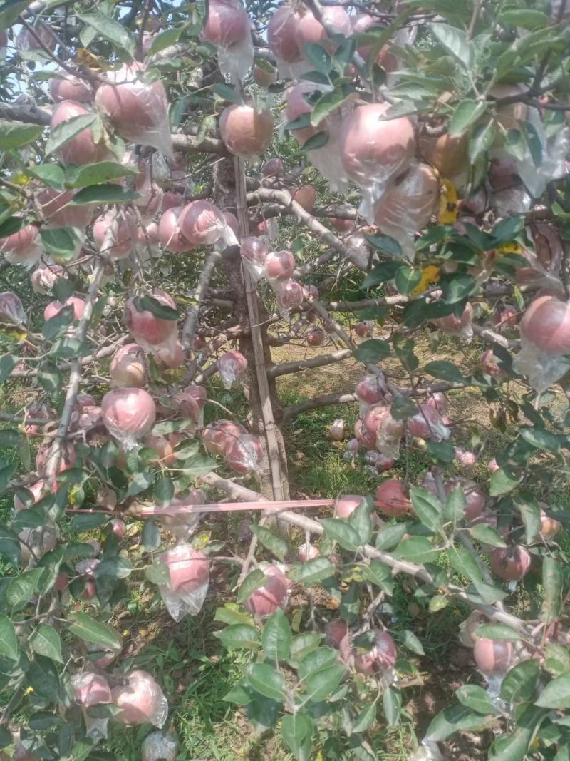山东优质膜袋红富士苹果种植基地产地批发颜色好