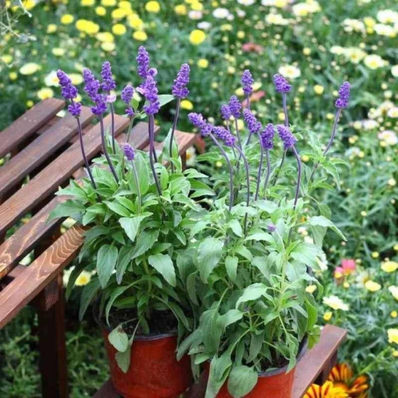 蓝花鼠尾草种子易活春秋播多年生花种庭院园林绿化四季景观花