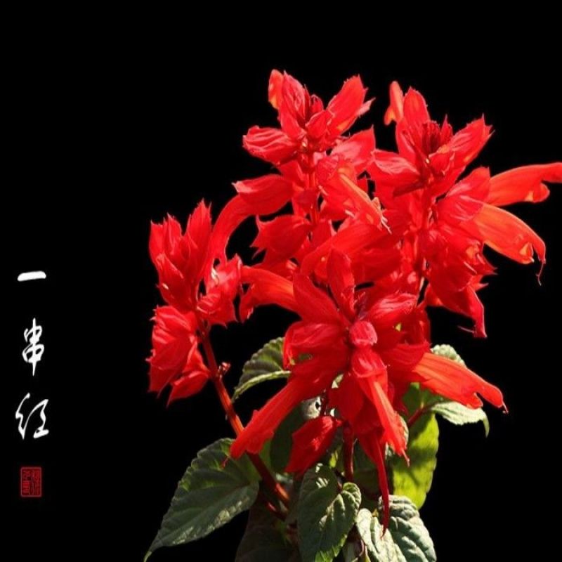 蓝花鼠尾草种子易活春秋播多年生花种庭院园林绿化四季景观花