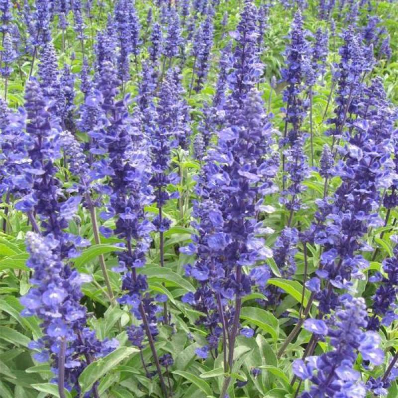 蓝花鼠尾草种子易活春秋播多年生花种庭院园林绿化四季景观花