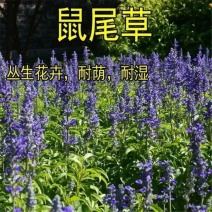 蓝花鼠尾草种子易活春秋播多年生花种庭院园林绿化四季景观花